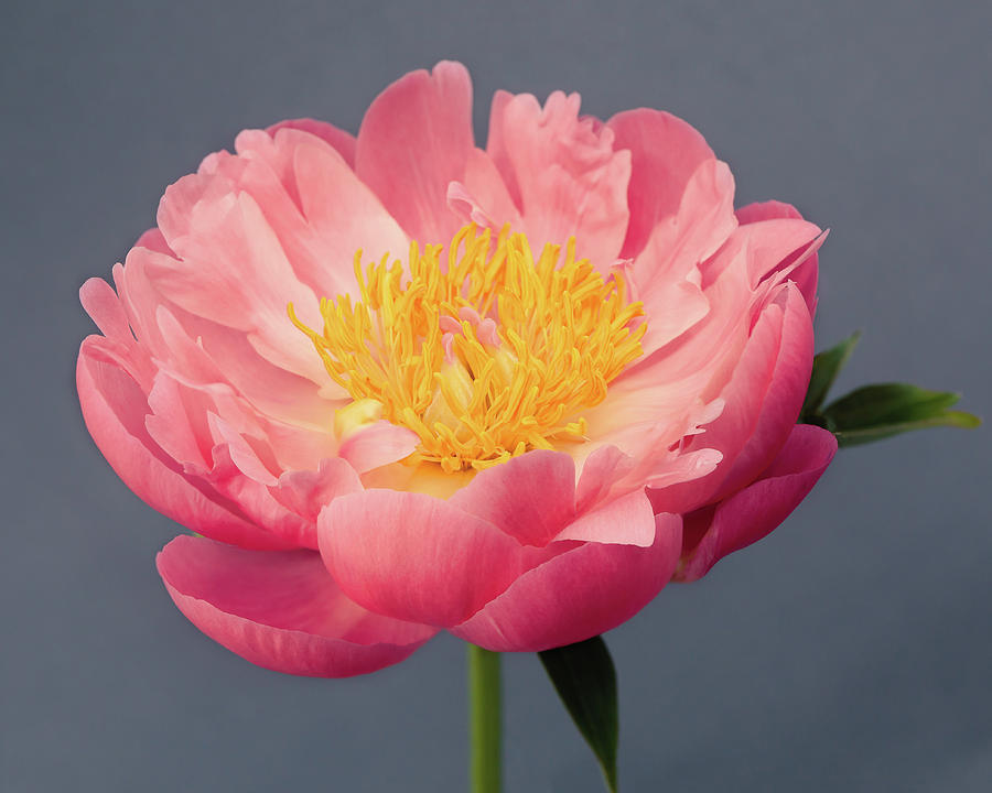 Pink Peony No. 19 by Allison Trentelman Pink Peony No. 19 by Allison Trentelman