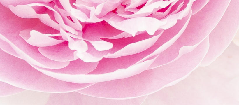 Pink Peony by Sue Collura Pink Peony by Sue Collura