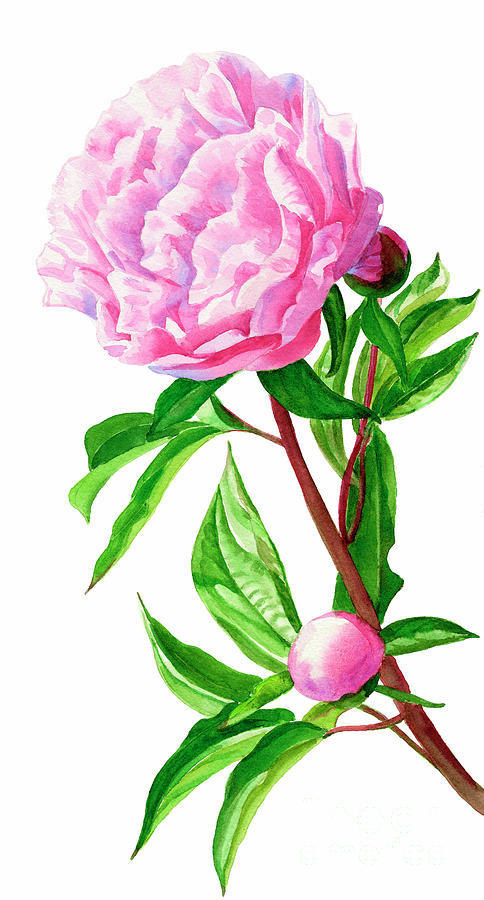 Pink Peony with Leaves Painting by Sharon Freeman