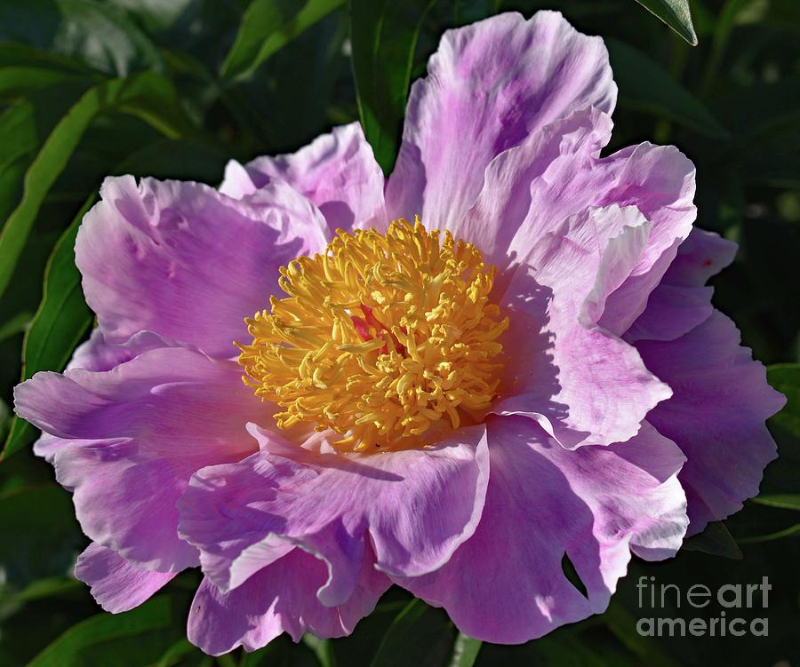 Pink Perfection - Bowl Of Beauty Peony Photograph