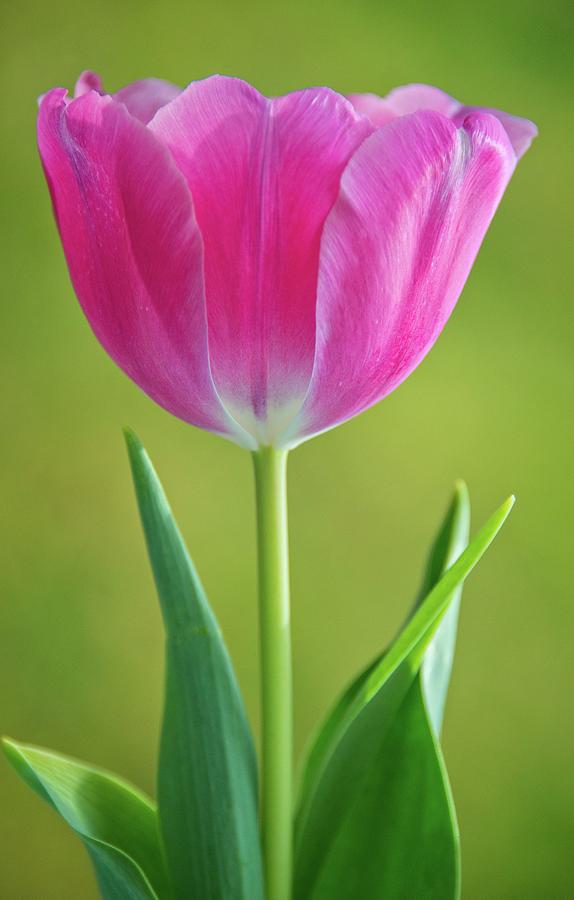 Pink Perfection Photograph by Lynn Bauer