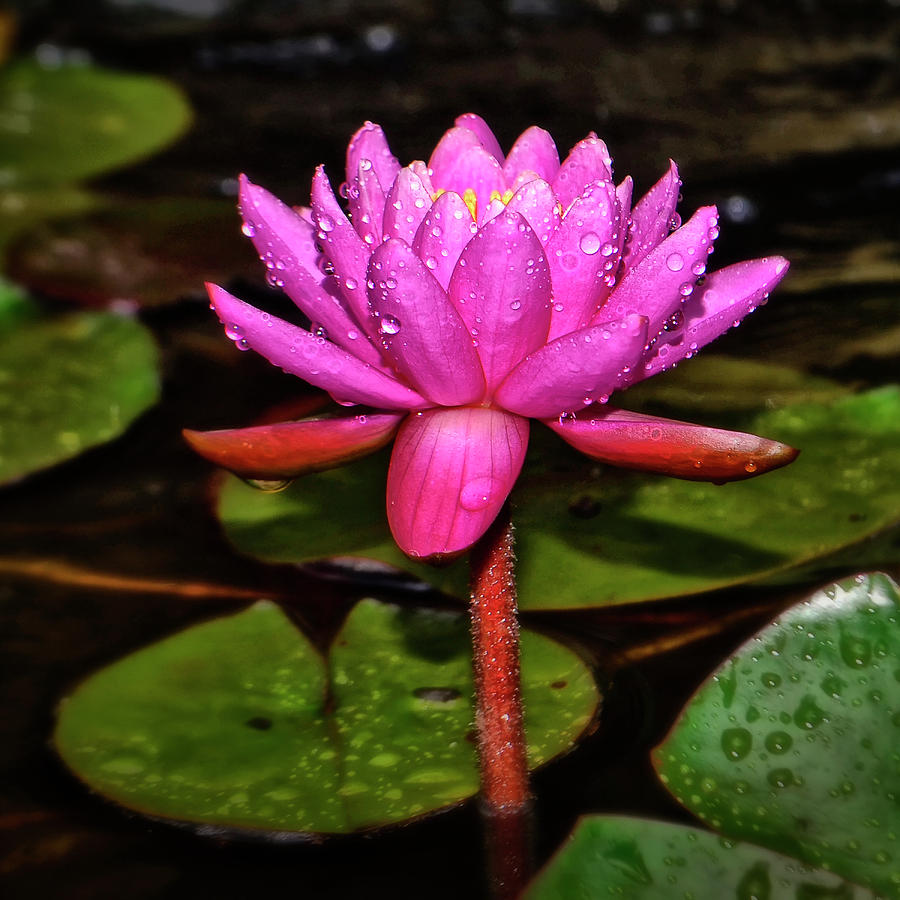 Pink Perfection Water Lily 012 square Photograph by George Bostian
