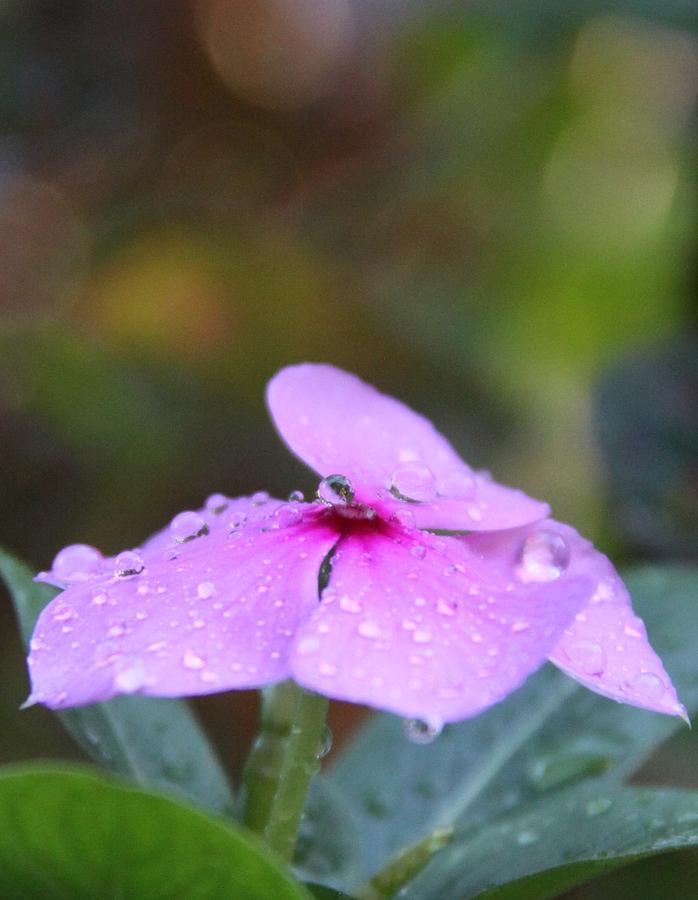 Pink Periwinkle After a Storm Photograph by Philip And Robbie Bracco