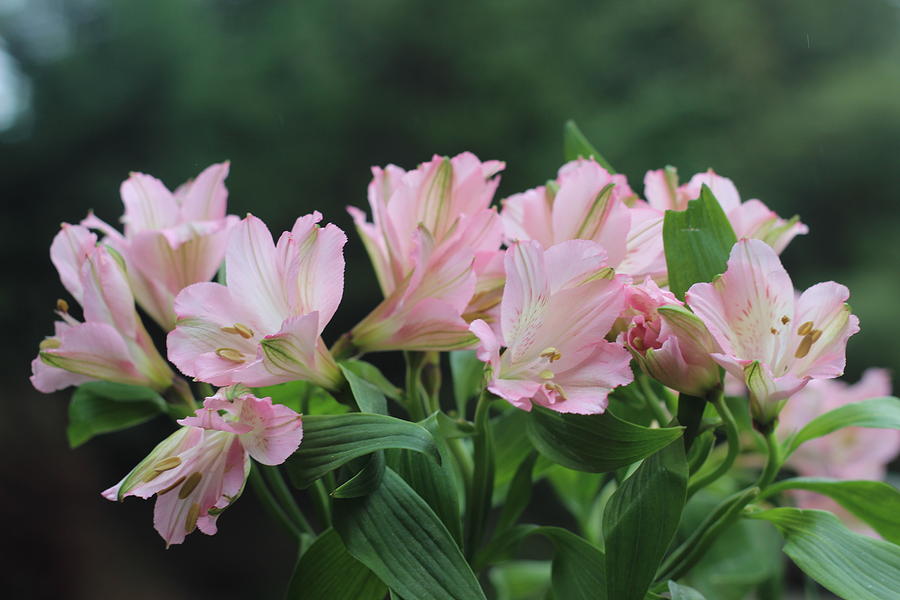 Pink Peruvian Lilies 13 Photograph by Cathy Lindsey - Pixels