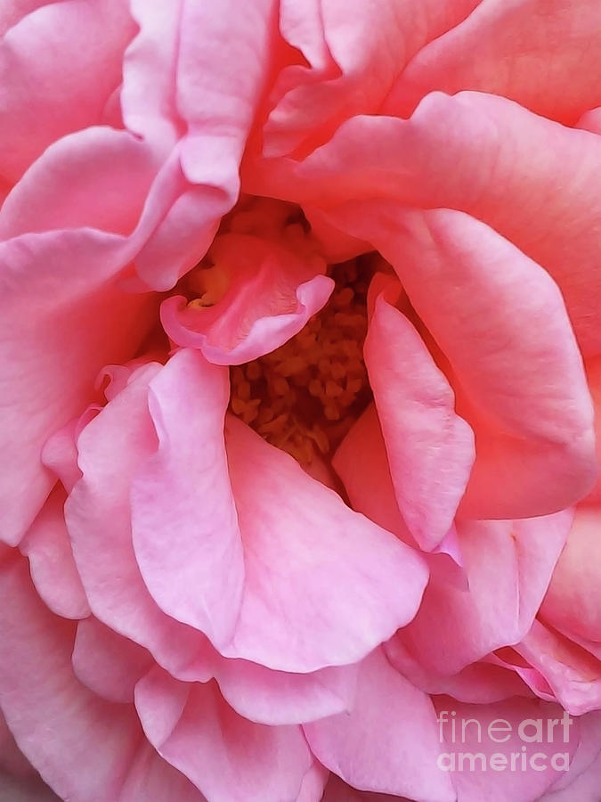 Pink Petals Photograph by Jasna Dragun