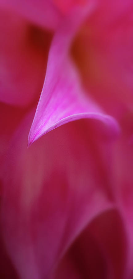 Pink Petals Photograph by Mary Jo Allen