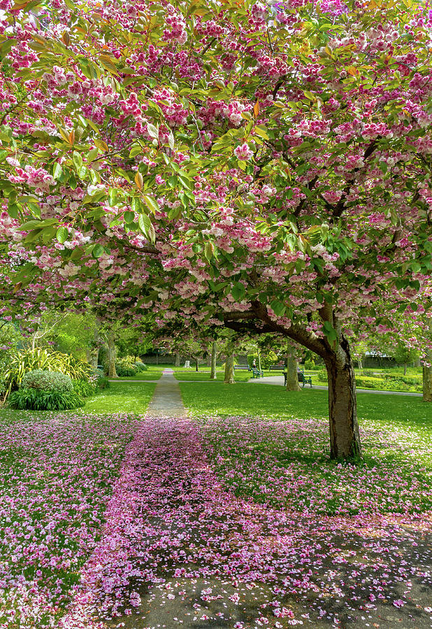 Pink Petals on the Path Photograph by Roslyn Wilkins