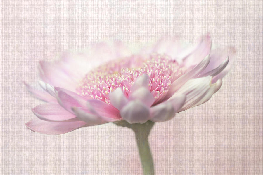 Flower Photograph - Pink Petals by Sandi Kroll