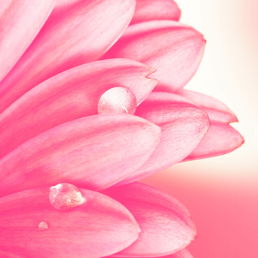 Pink Petals Photograph by Tanya C Smith