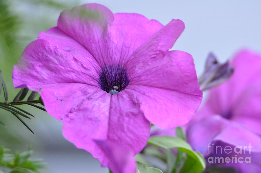 Pink Petunia Flower Photograph by Leslie Gilbertson - Fine Art America