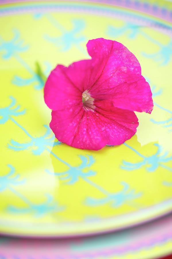 Pink Petunia Flower On plate With Blue And Yellow Pattern Of Palm Trees Photograph by Winfried Heinze