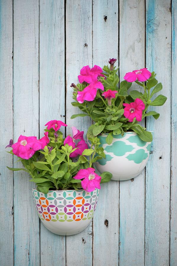 Pink Petunias In Planters Mounted On Board Wall Photograph by Winfried Heinze