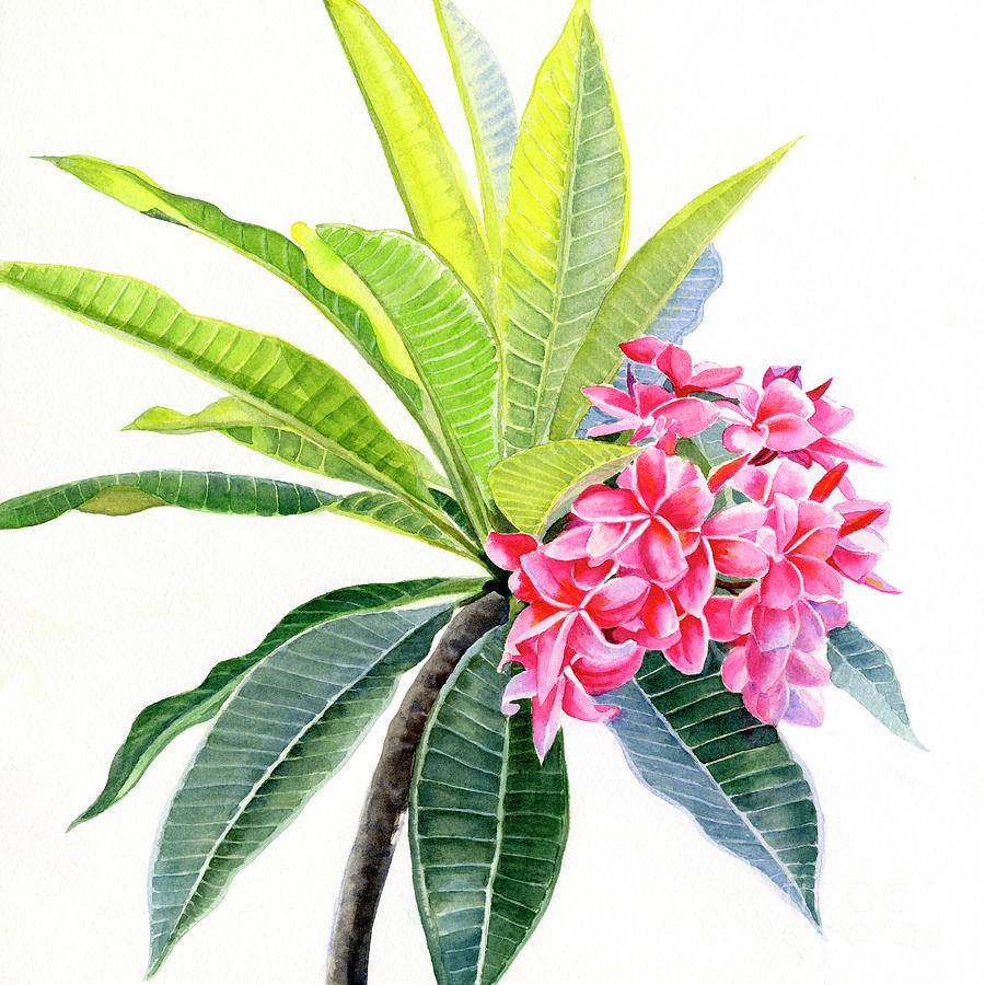 Pink Plumeria Flowers and Leaves Painting by Sharon Freeman