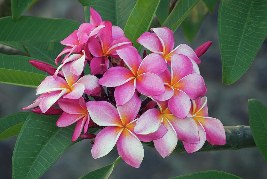 Pink Plumeria Photograph by Greg Vaughn - Fine Art America