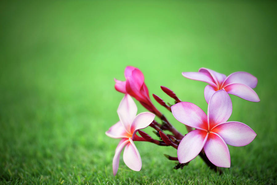 Pink Plumeria On Green Grass Photograph by Jhorrocks