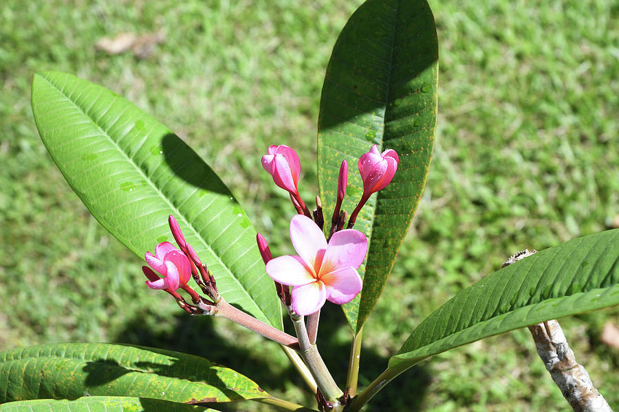 Pink Plumeria Photograph by Troy White - Fine Art America