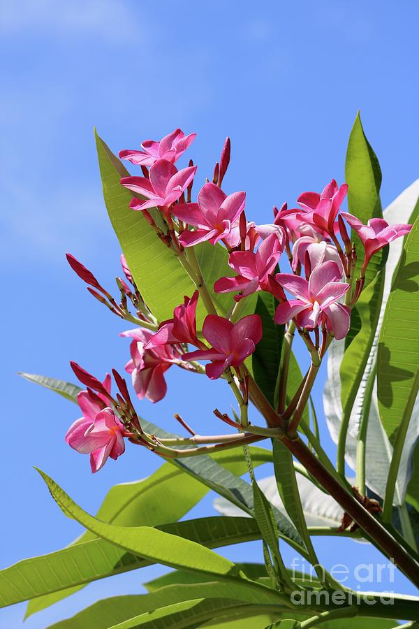 Pink Plumeria with Blue Sky Photograph by Carol Groenen