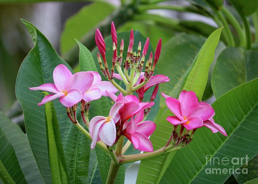 Pink Plumeria With Leaves Photograph