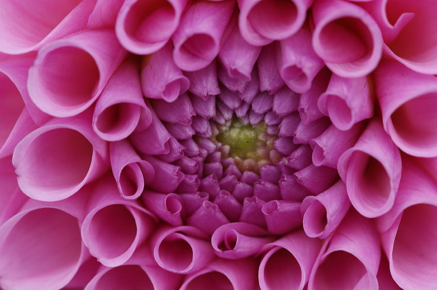 Pink Pom Pom Dahlia Photograph by Picture By La-ong