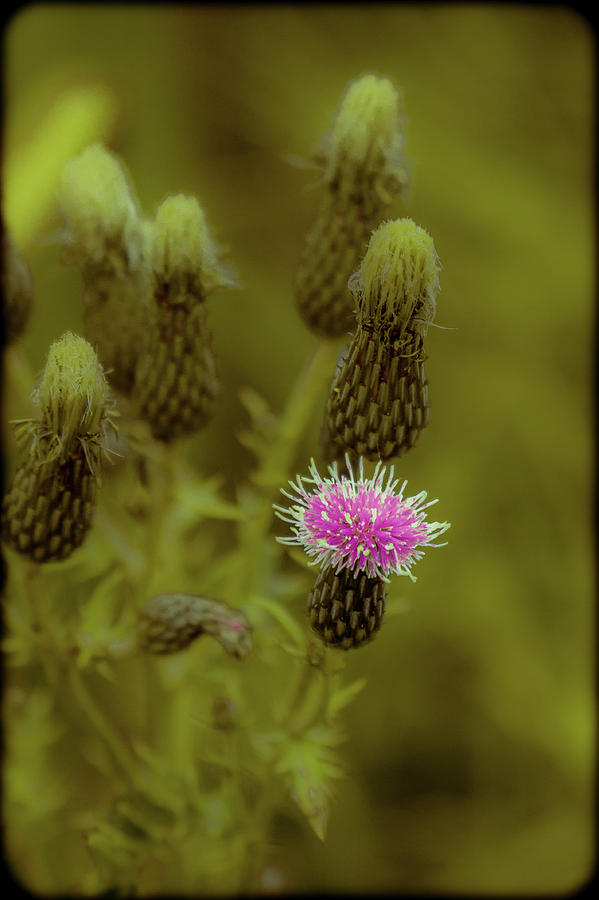 Pink Pop by Traci Asaurus Pink Pop by Traci Asaurus