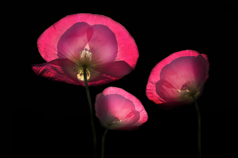 Pink Poppies Photograph by Debra and Dave Vanderlaan