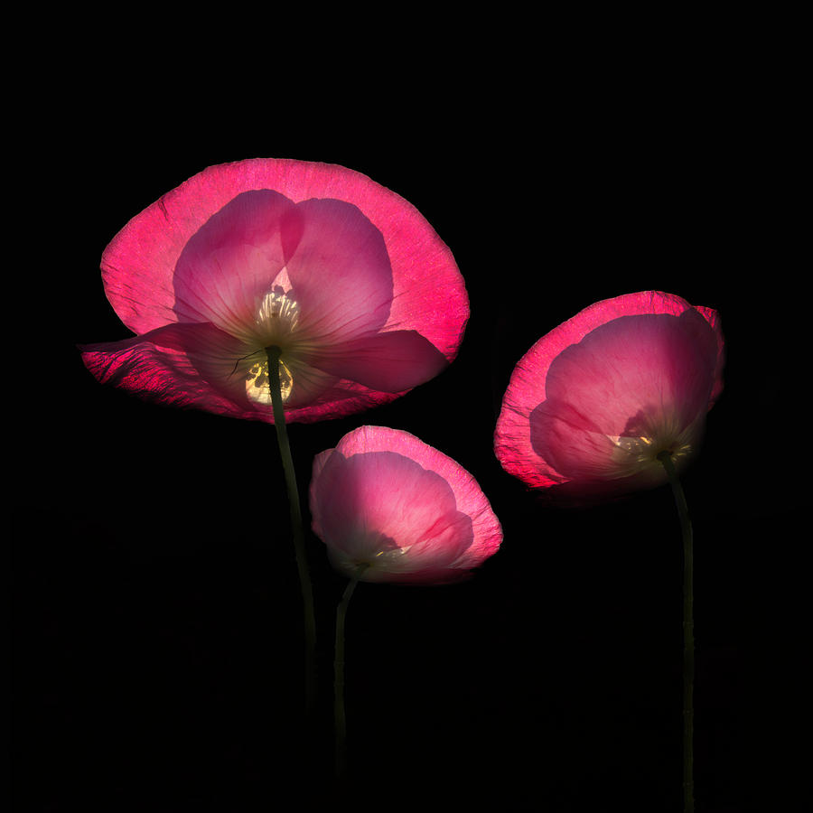 Pink Poppies in Square Photograph by Debra and Dave Vanderlaan