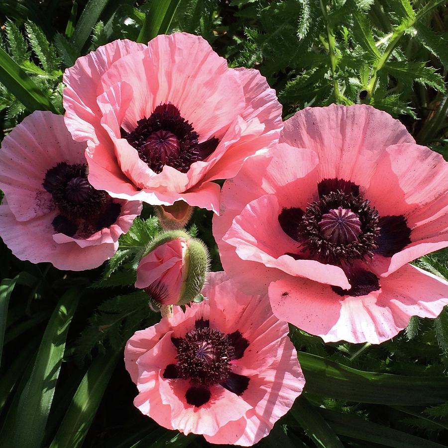 pink poppy flowers