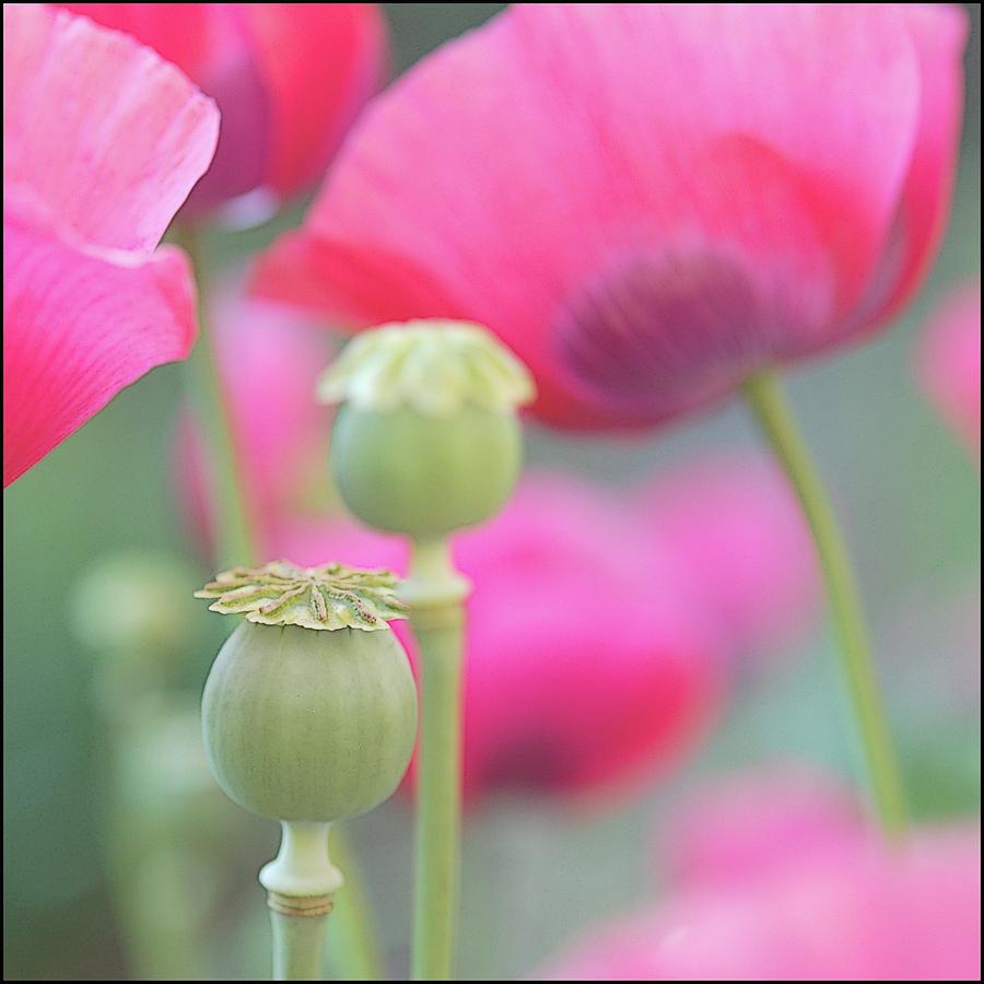 Pink Poppies Photograph by Photo Marylise Doctrinal