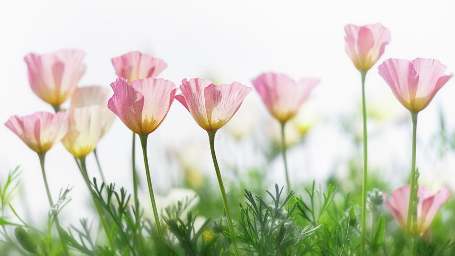 PINK Poppies Photograph By Saija Lehtonen Fine Art America