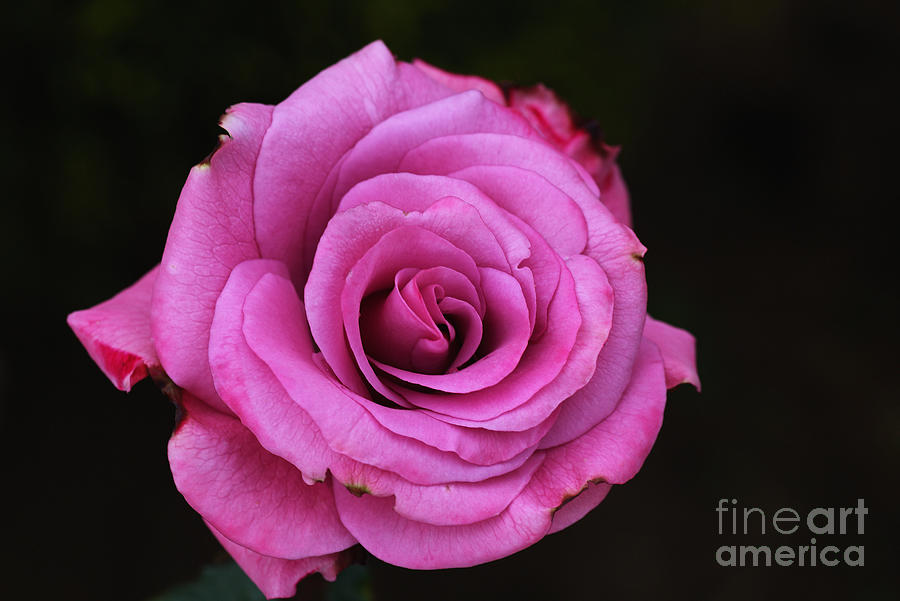 Pink Popping Rose Photograph by Joy Watson