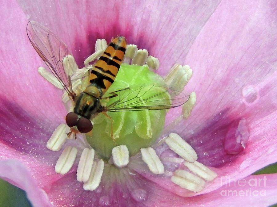 Pink Poppy And Hover Fly 2 Photograph by Kim Tran