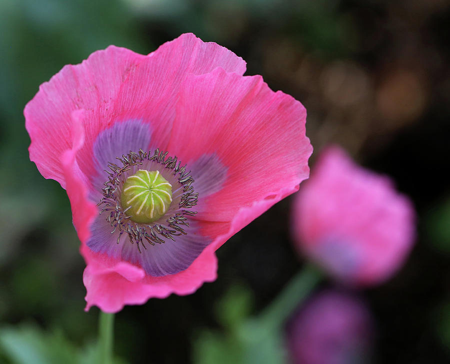 Pink Poppy Photograph by Judy Vincent