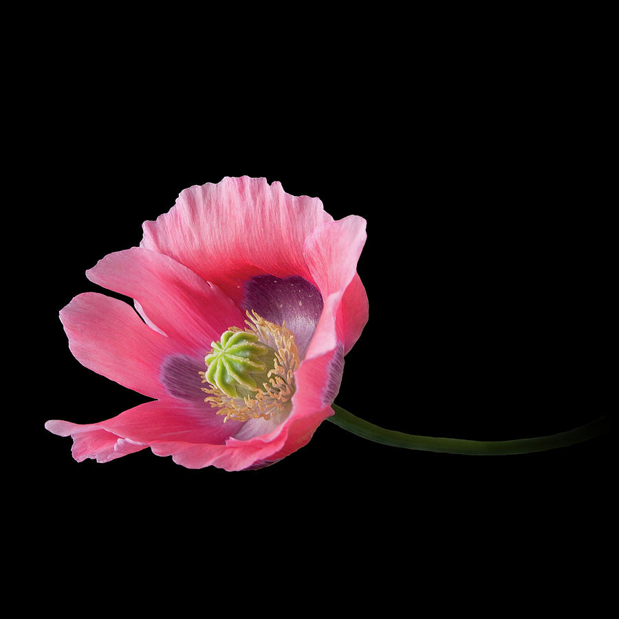 Pink Poppy on Black - Pepperbox by Patti Deters Pink Poppy on Black - Pepperbox by Patti Deters