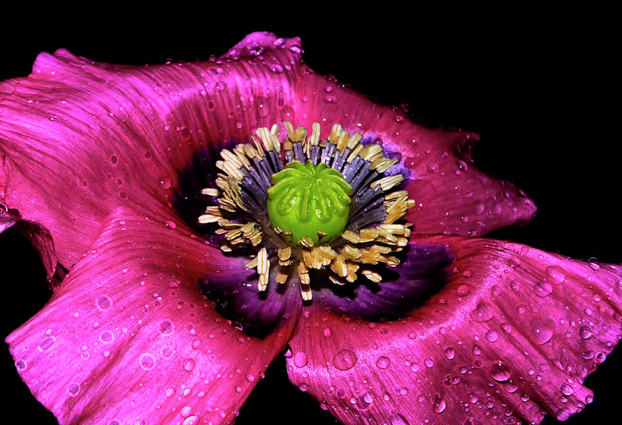 Pink Poppy With Raindrops 019 Photograph by George Bostian