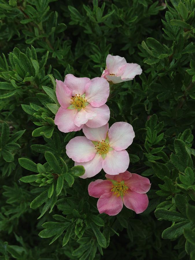 Pink potentillas by Norman Burnham Pink potentillas by Norman Burnham