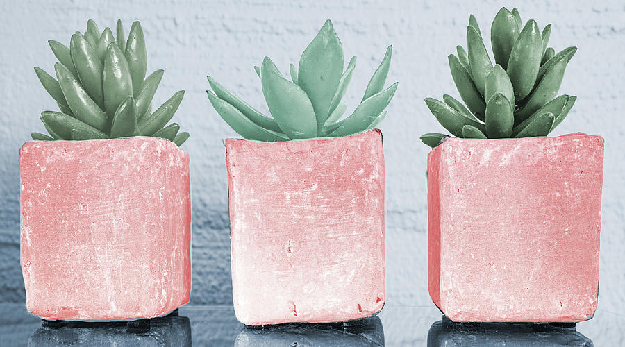 Pink Potted Succulents Photograph by Bill Carson Photography Pink Potted Succulents Photograph by Bill Carson Photography