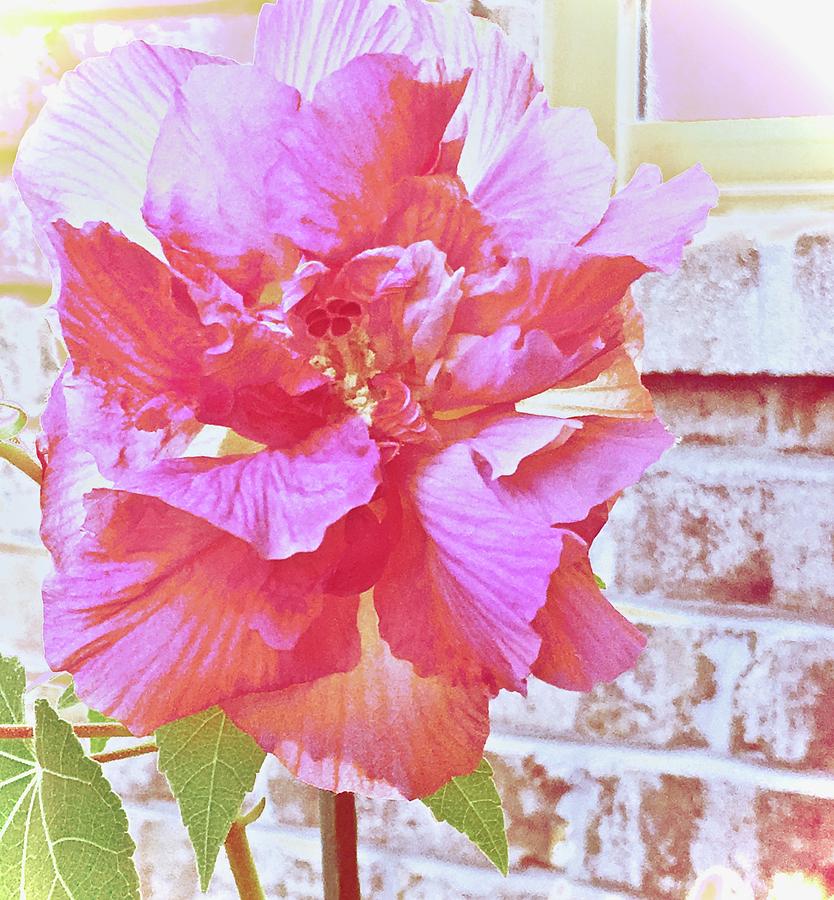 Flower Photograph - Powder Pink by Debra Grace Addison