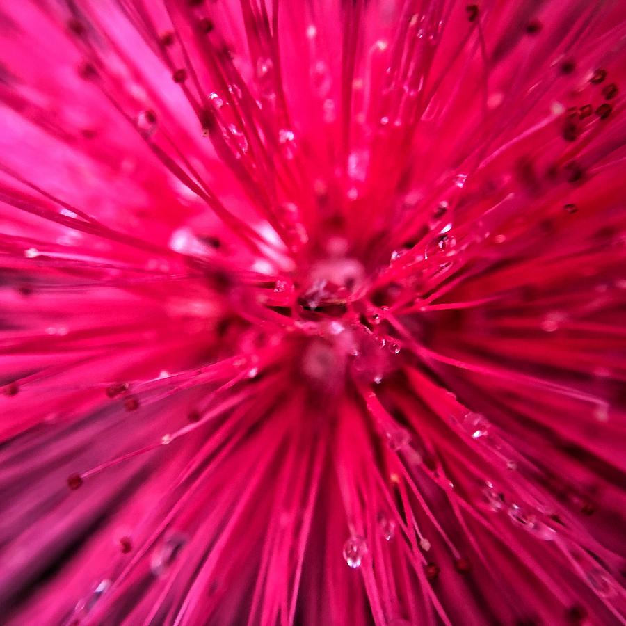 Pink Powder Puff Flower Closeup  Photograph by Jori Reijonen