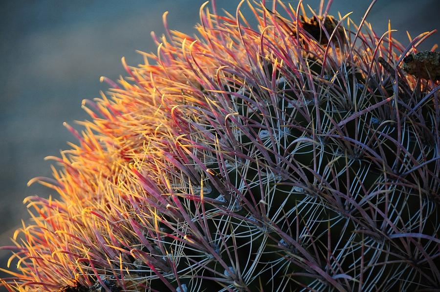Pink Prickly Cactus by Susie Rieple Pink Prickly Cactus by Susie Rieple