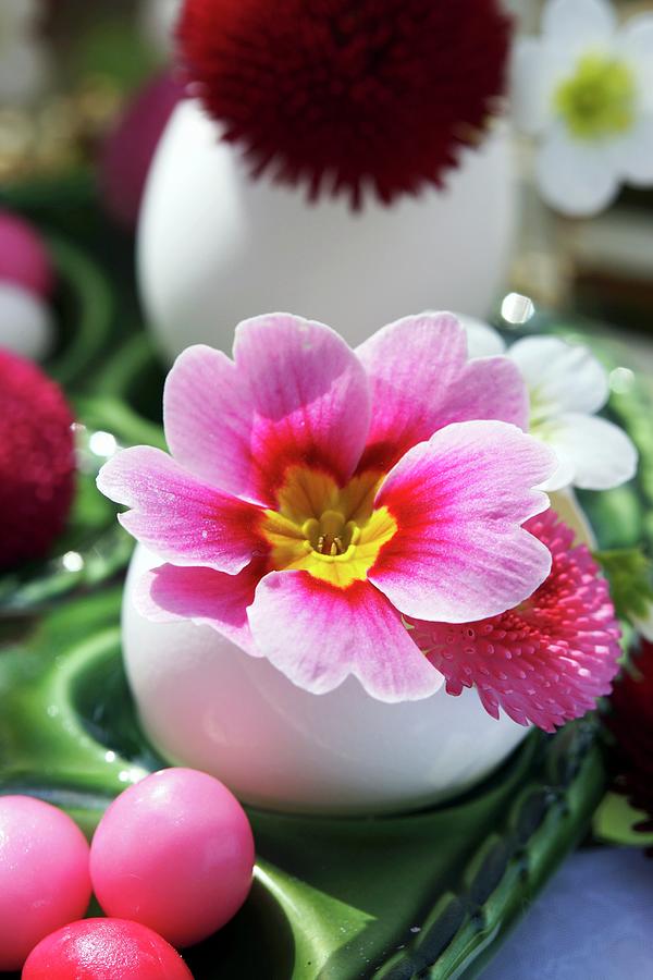 Pink Primula And Bellis Flowers In Easter Egg Shell Photograph by Angelica Linnhoff