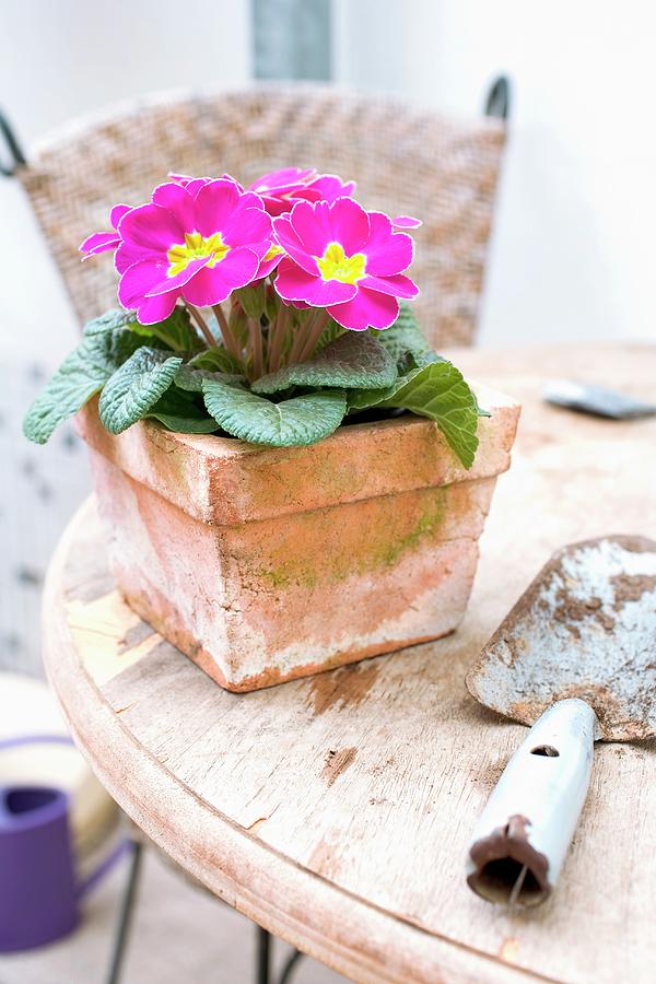 Pink Primula In Terracotta Pot Photograph by Angelika Antl