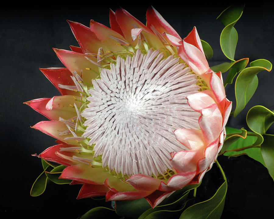 Pink Protea Photograph by Denise Ankrum Pixels