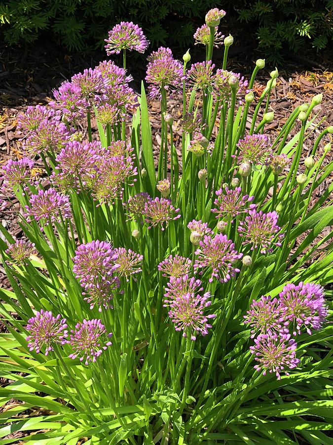 Pink Puffs Photograph by Donna O'Donnell Figurski - Fine Art America