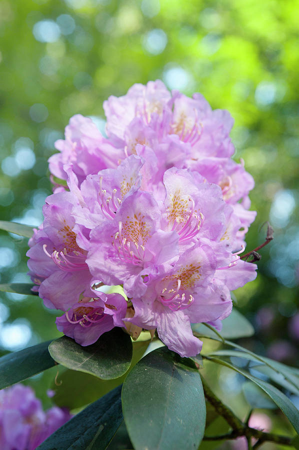 Pink Purple Blooms of Rhododendrons 1 Photograph by Jenny Rainbow