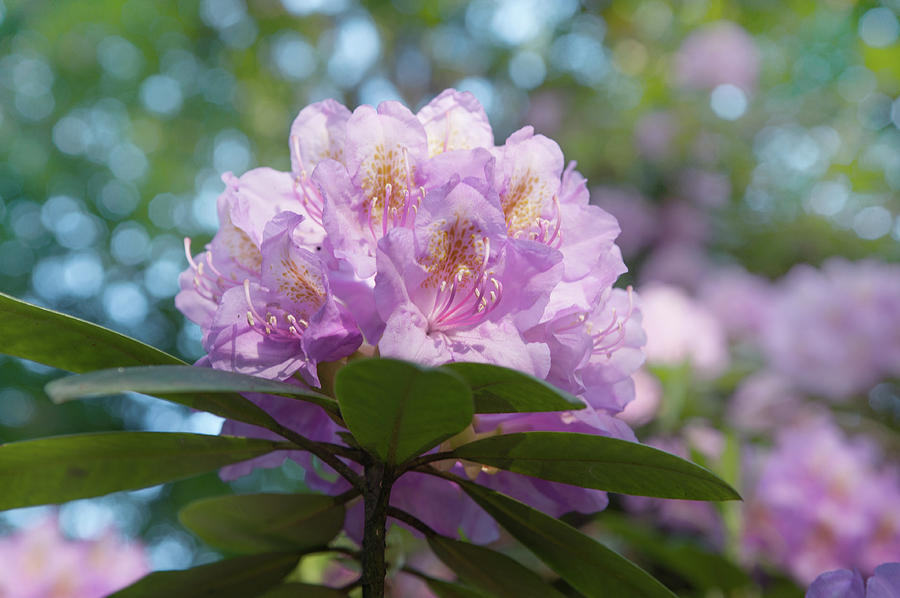 Pink Purple Blooms of Rhododendrons 2 Photograph by Jenny Rainbow