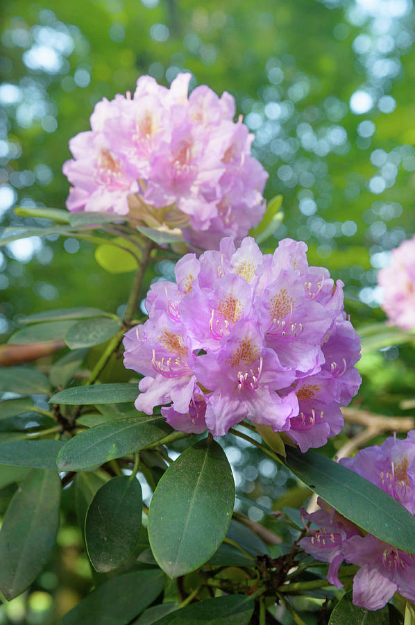 Pink Purple Blooms of Rhododendrons 3 Photograph by Jenny Rainbow
