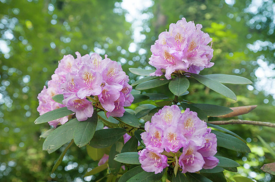 Pink Purple Blooms of Rhododendrons 4 Photograph by Jenny Rainbow