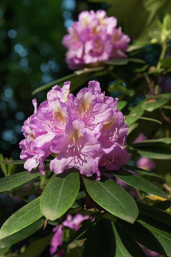 Pink Purple Blooms of Rhododendrons 5 Photograph by Jenny Rainbow