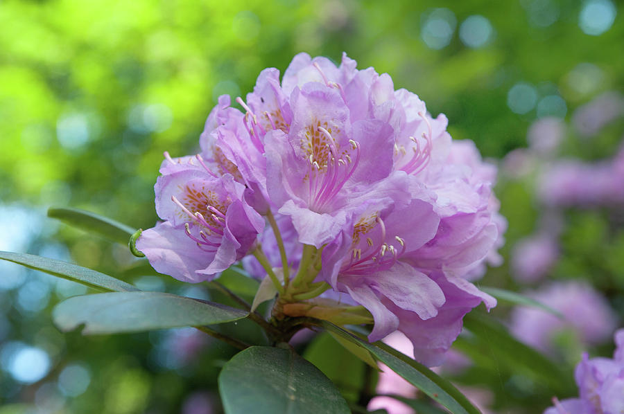Pink Purple Blooms of Rhododendrons Photograph by Jenny Rainbow