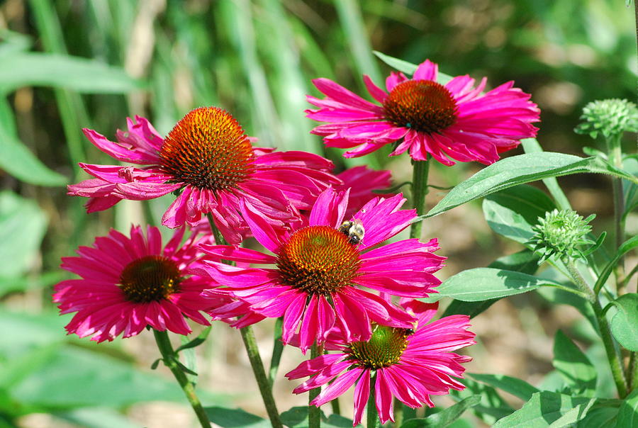 Pink Purple Cone Flowers Photograph by Ee Photography